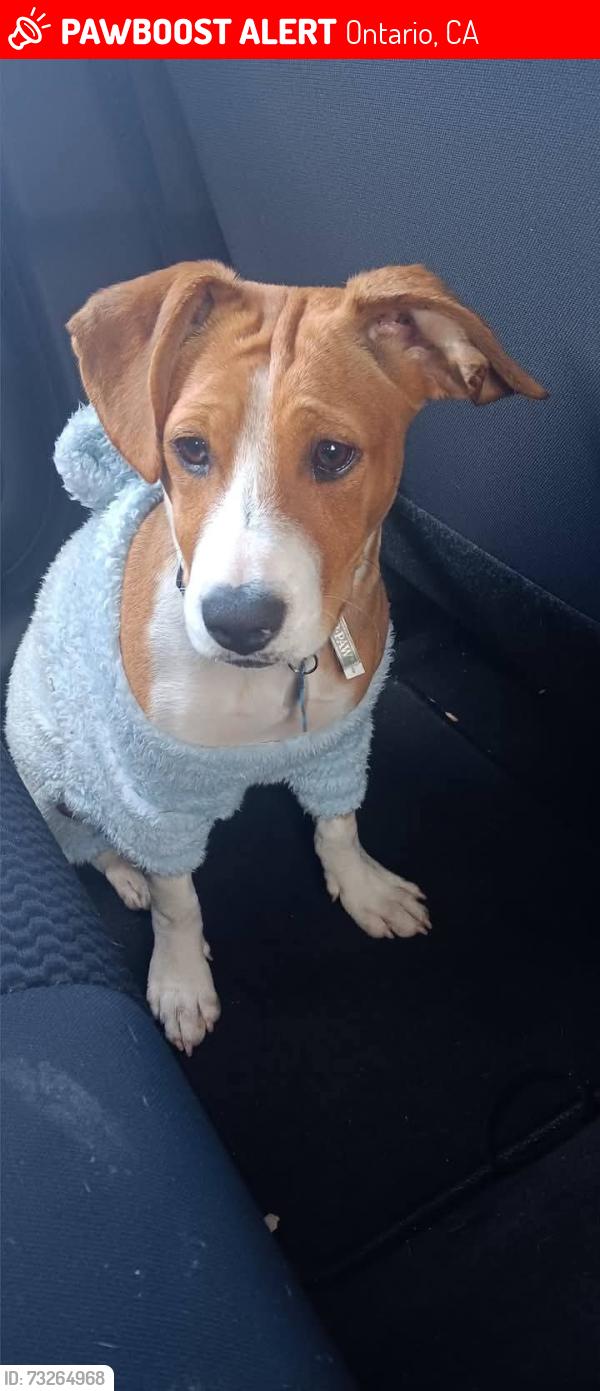 Lost Male Dog last seen S. Archilbald ave & Tower Dr, Ontario, CA 91761