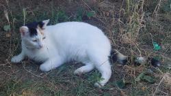 Lost Female Cat last seen Grenoble road, Oxfordshire, England OX4 7QW