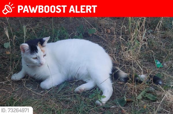 Lost Female Cat last seen Grenoble road, Oxfordshire, England OX4 7QW
