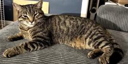 Lost Male Cat last seen Cardinal, Millar, Grenet, Montréal, QC H4L 3G2