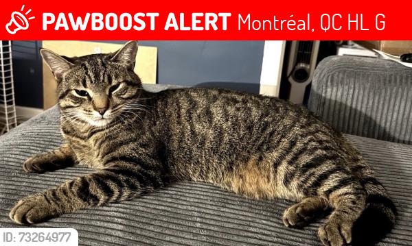 Lost Male Cat last seen Cardinal, Millar, Grenet, Montréal, QC H4L 3G2