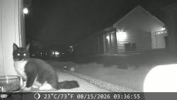 Found/Stray Unknown Cat last seen Harris Teeter at Olympia and Ryan Road, Ashburn, VA 20148