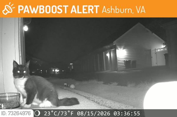 Found/Stray Unknown Cat last seen Harris Teeter at Olympia and Ryan Road, Ashburn, VA 20148