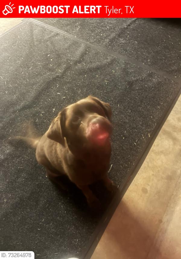 Lost Unknown Dog last seen On beauregard, Tyler, TX 75703