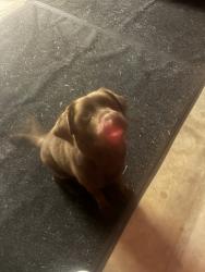 Lost Unknown Dog last seen On beauregard, Tyler, TX 75703