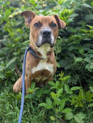 Shelter Stray Male Dog last seen CHARLOTTE, 8315 Byrum Dr, Charlotte, NC 28217, USA