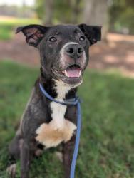 Shelter Stray Male Dog last seen CHARLOTTE, 8315 Byrum Dr, Charlotte, NC 28217, USA