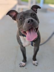 Shelter Stray Female Dog last seen CHARLOTTE, 8315 Byrum Dr, Charlotte, NC 28217, USA