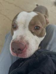 Shelter Stray Male Dog last seen CHARLOTTE, 8315 Byrum Dr, Charlotte, NC 28217, USA