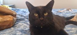 Reunited Male Cat last seen Near Barsby St, Vista, CA 92084, USA, Vista, CA 92084