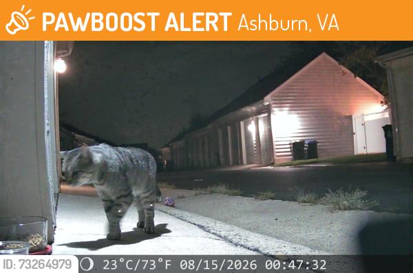 Found/Stray Unknown Cat last seen Harris Teeter Olympia and Ryan Road, Ashburn, VA 20148