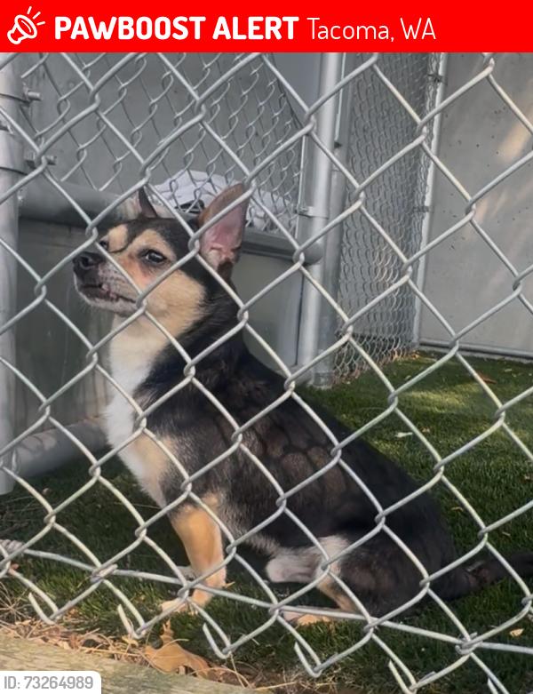 Lost Male Dog last seen Village at sota apmts, Tacoma, WA 98444