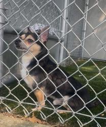 Lost Male Dog last seen Village at sota apmts, Tacoma, WA 98444