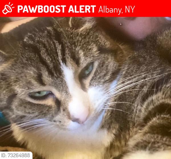 Lost Female Cat last seen Western Ave, Albany, NY 12208