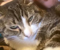 Lost Female Cat last seen Western Ave, Albany, NY 12208