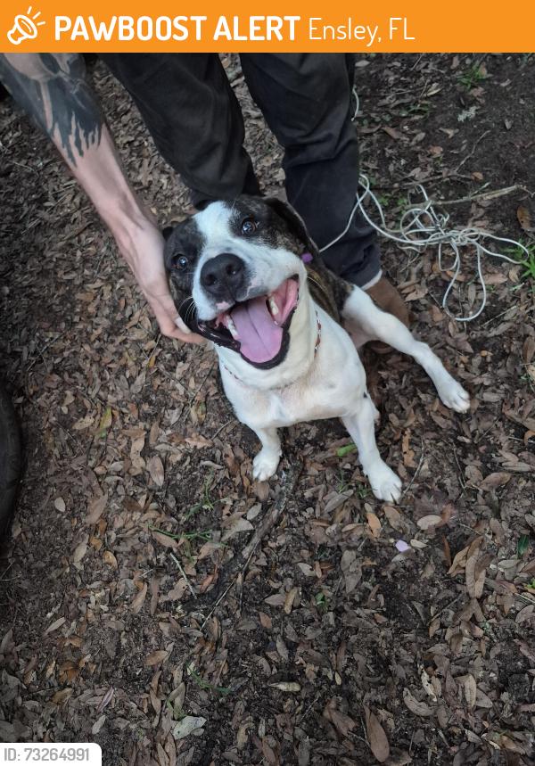 Found/Stray Male Dog last seen Fowler avenue & detroit, Ensley, FL 32534