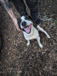 Found/Stray Male Dog last seen Fowler avenue & detroit, Ensley, FL 32534