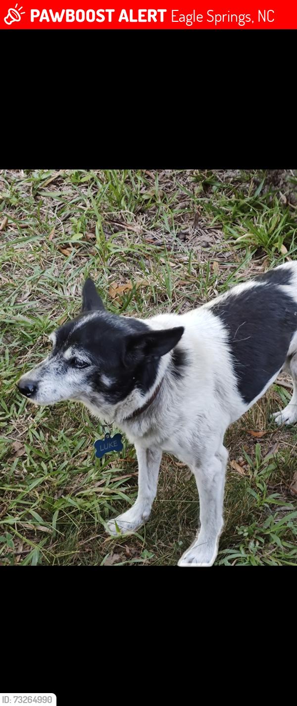 Lost Male Dog last seen Hwy 24/27, Eagle Springs, NC 27242