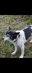 Lost Male Dog last seen Hwy 24/27, Eagle Springs, NC 27242
