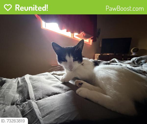 Reunited Female Cat last seen Apple, Oceanside, CA 92054