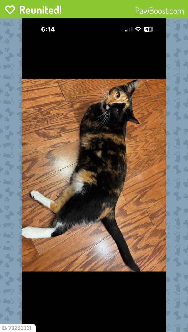 Reunited Female Cat last seen Near and st Mary’s, Hillsborough, NC 27278