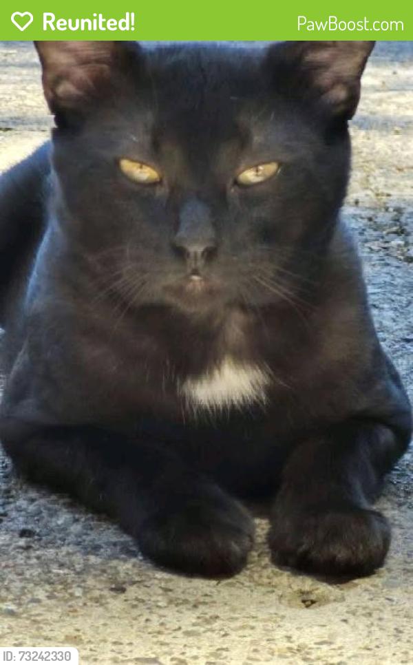 Reunited Male Cat last seen Riverside Dr. / Boyes Blvd., Sonoma, CA 95476