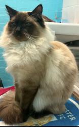 Lost Male Cat last seen Tesco princess drive Berkley close chinook derwent r, Highwoods, England 