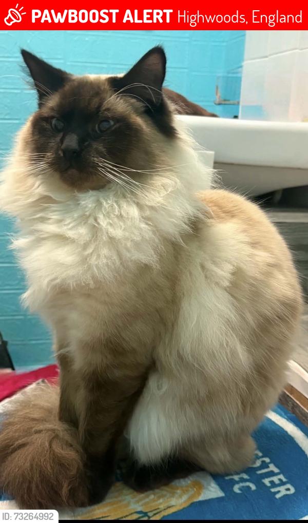 Lost Male Cat last seen Tesco princess drive Berkley close chinook derwent r, Highwoods, England 