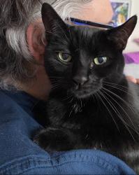 Lost Female Cat last seen Garratt Road, Stockton-on-Tees, England TS15 9ZF