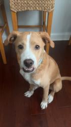 Lost Male Dog last seen Near ty lane, Mount Pleasant, SC 29466