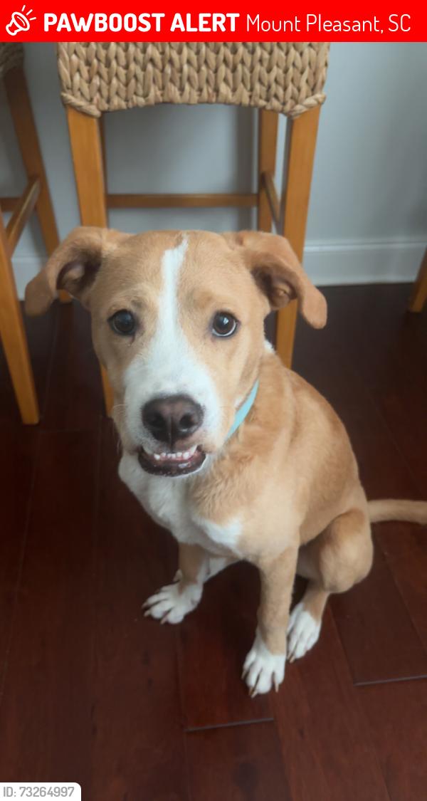 Lost Male Dog last seen Near ty lane, Mount Pleasant, SC 29466