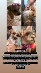 Lost Female Dog last seen Near st Woodside Ave Queens Ny11377, Queens, NY 11377