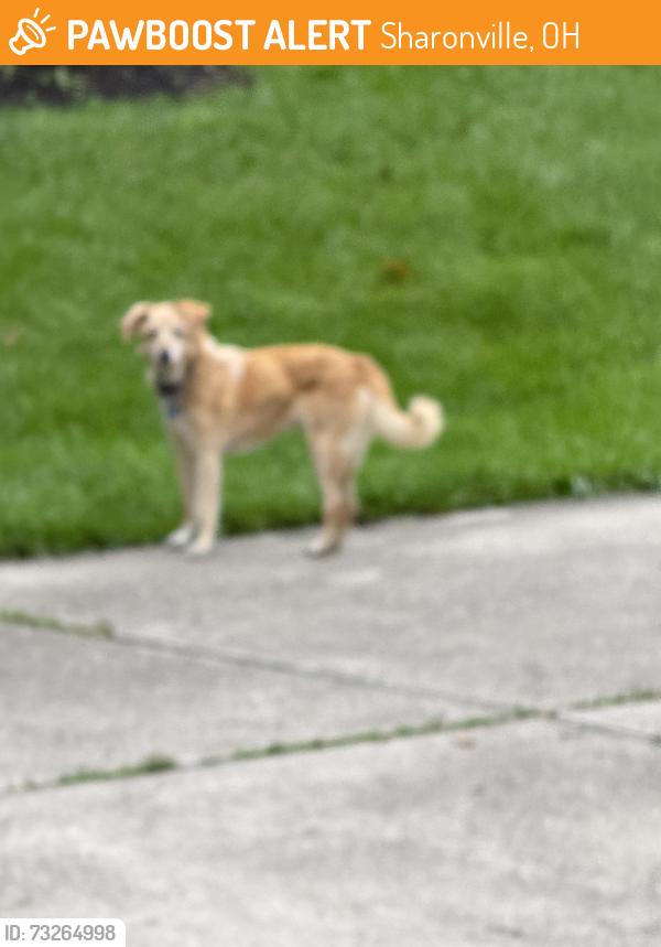 Found/Stray Unknown Dog last seen Timber oak Trail, Sharonville, OH 45241