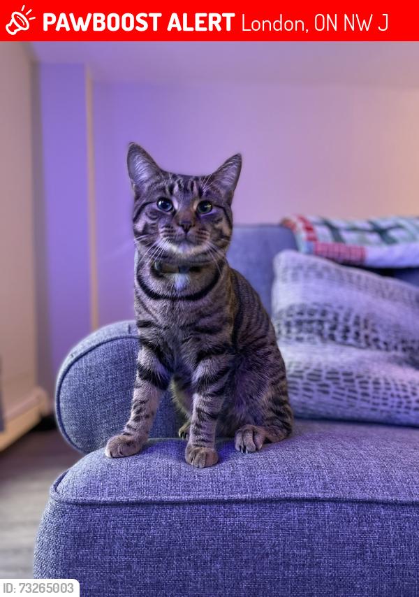 Lost Male Cat last seen Spruce and Scott street, London, ON N5W 2J3