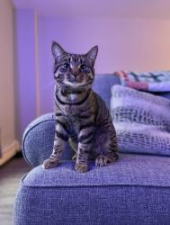 Lost Male Cat last seen Spruce and Scott street, London, ON N5W 2J3