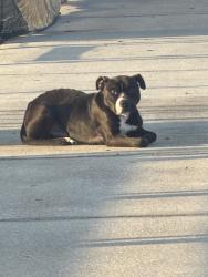 Found/Stray Male Dog last seen Summerfield school and fields, Riverview, FL 33579