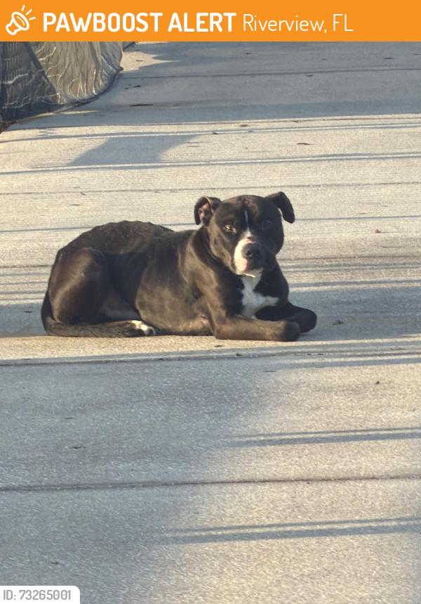 Found/Stray Male Dog last seen Summerfield school and fields, Riverview, FL 33579