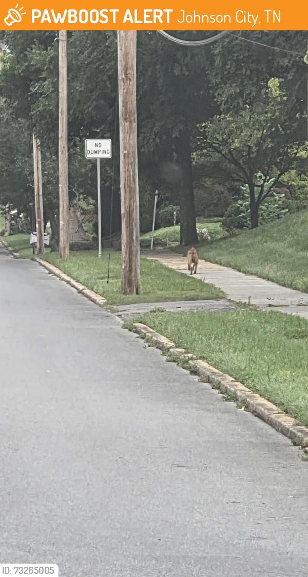 Found/Stray Unknown Dog last seen Intersection Of Welbourne Street and E 8th Avenue heading northwest, Johnson City, TN 37601