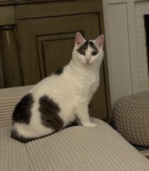 Lost Female Cat last seen Edison Road/Lillian Drive - Trumbull, CT, Trumbull, CT 06611