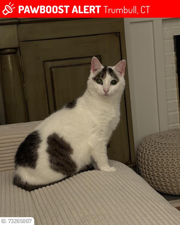 Lost Female Cat last seen Edison Road/Lillian Drive - Trumbull, CT, Trumbull, CT 06611