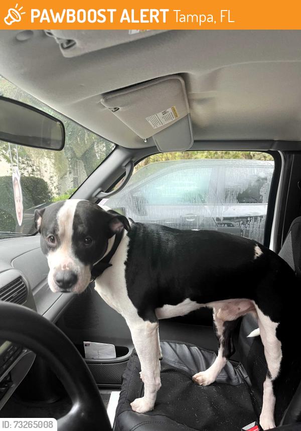 Found/Stray Male Dog last seen Heritage isle, Tampa, FL 33647