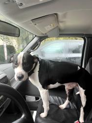 Found/Stray Male Dog last seen Heritage isle, Tampa, FL 33647