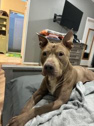 Found/Stray Male Dog last seen Exit 68, I4 and Vineland Ave, Orlando, FL 32821
