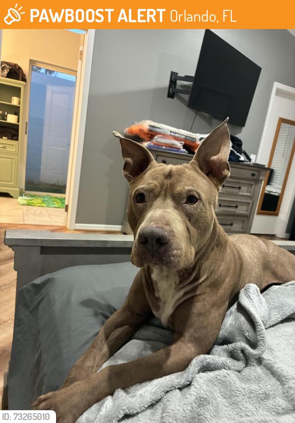 Found/Stray Male Dog last seen Exit 68, I4 and Vineland Ave, Orlando, FL 32821