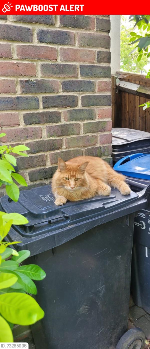 Lost Male Cat last seen Skoda Car Showroom, Beddington, England CR0 4QB