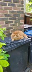 Lost Male Cat last seen Skoda Car Showroom, Beddington, England CR0 4QB