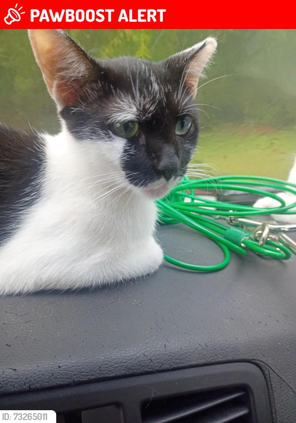 Lost Female Cat last seen Atlanta hwy before exit 18, Montgomery County, AL 36117