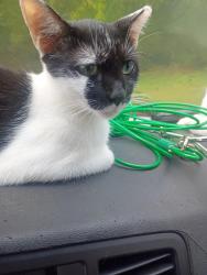 Lost Female Cat last seen Atlanta hwy before exit 18, Montgomery County, AL 36117