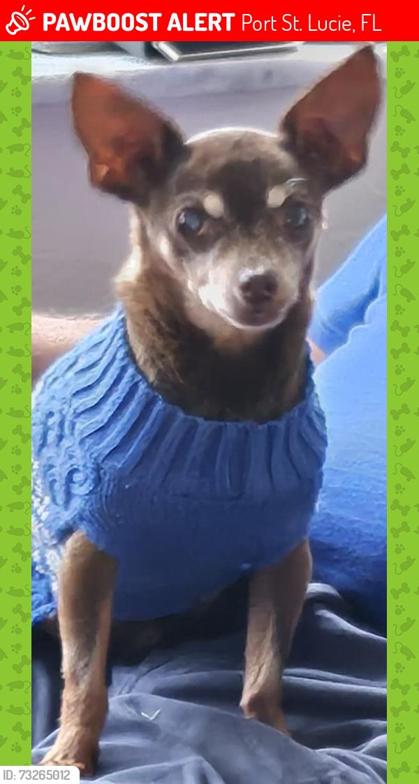 Lost Male Dog last seen Willows Ave and Ash St. , Port Saint Lucie, FL, Port St. Lucie, FL 34952