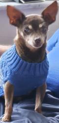 Lost Male Dog last seen Willows Ave and Ash St. , Port Saint Lucie, FL, Port St. Lucie, FL 34952
